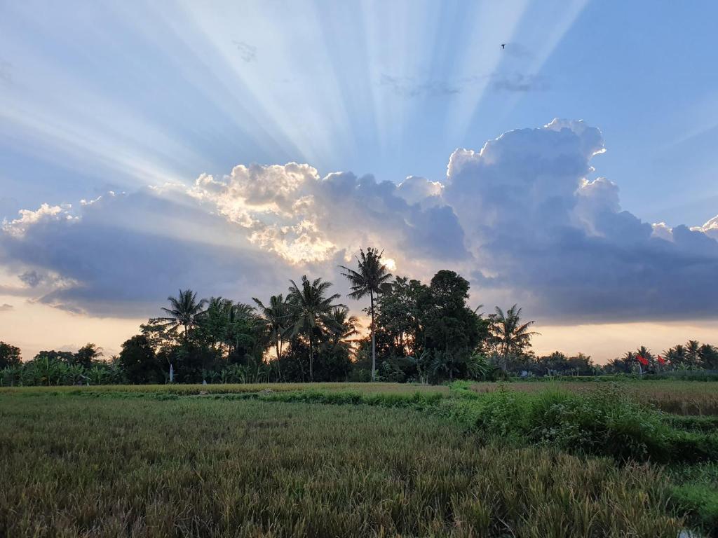 Borobudur Bed & Breakfast photo