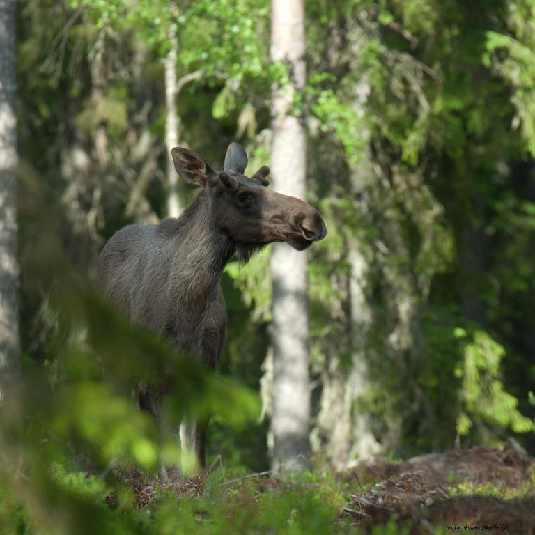 Doro Camp Lapland photo