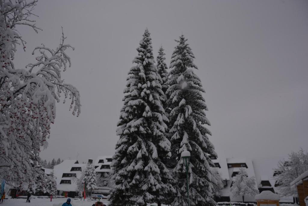 Apartman SREBRNA PAHULjA-Konaci - 2