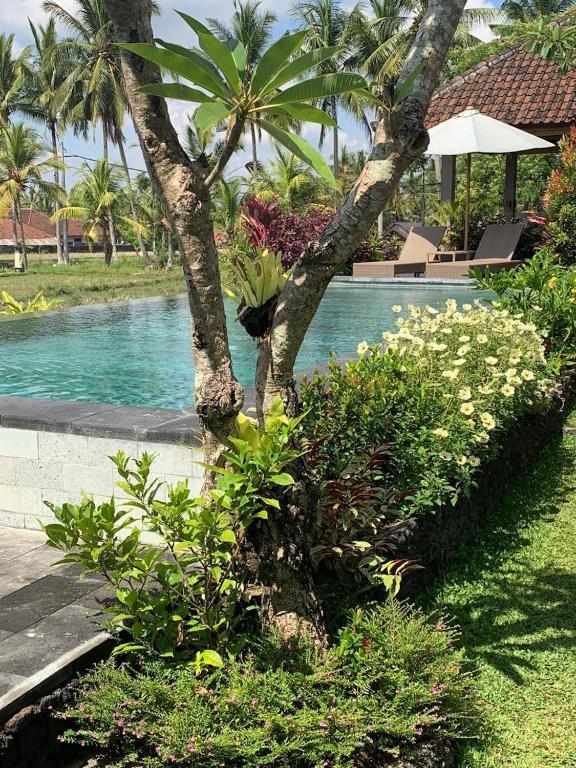 Paraiso Cottage Ubud photo