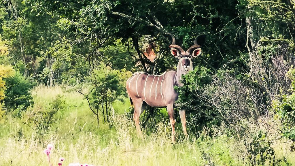 Lodge @ Bankenkloof Private Game Reserve photo