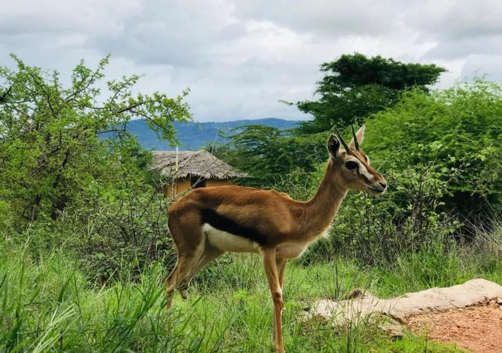 Oldonyo Orok Lodge, hotel in Kajiado