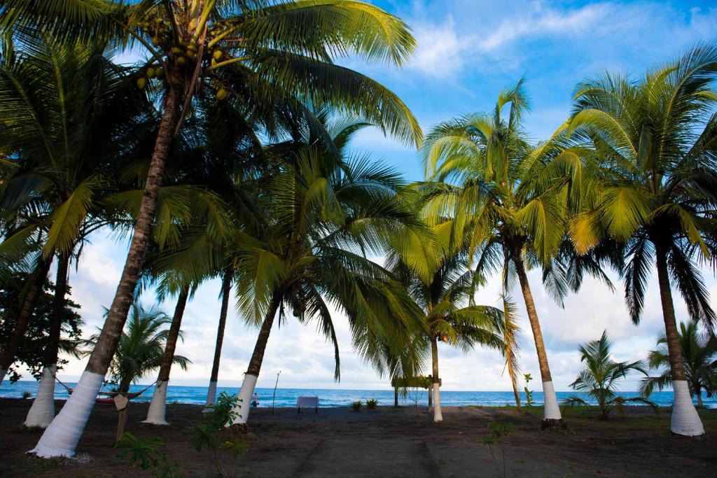 Hotel Tortuguero Beachfront photo