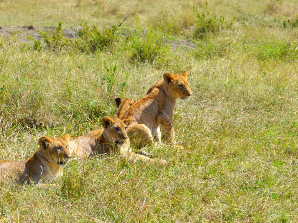 Osero Lodge photo
