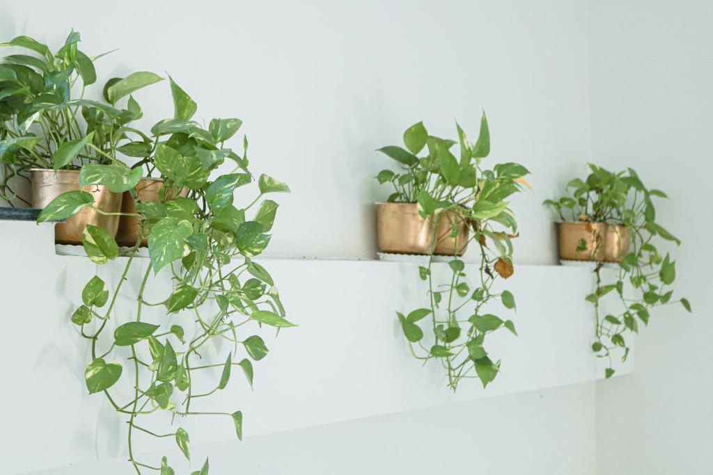 Nhien Homestay - The Green House photo