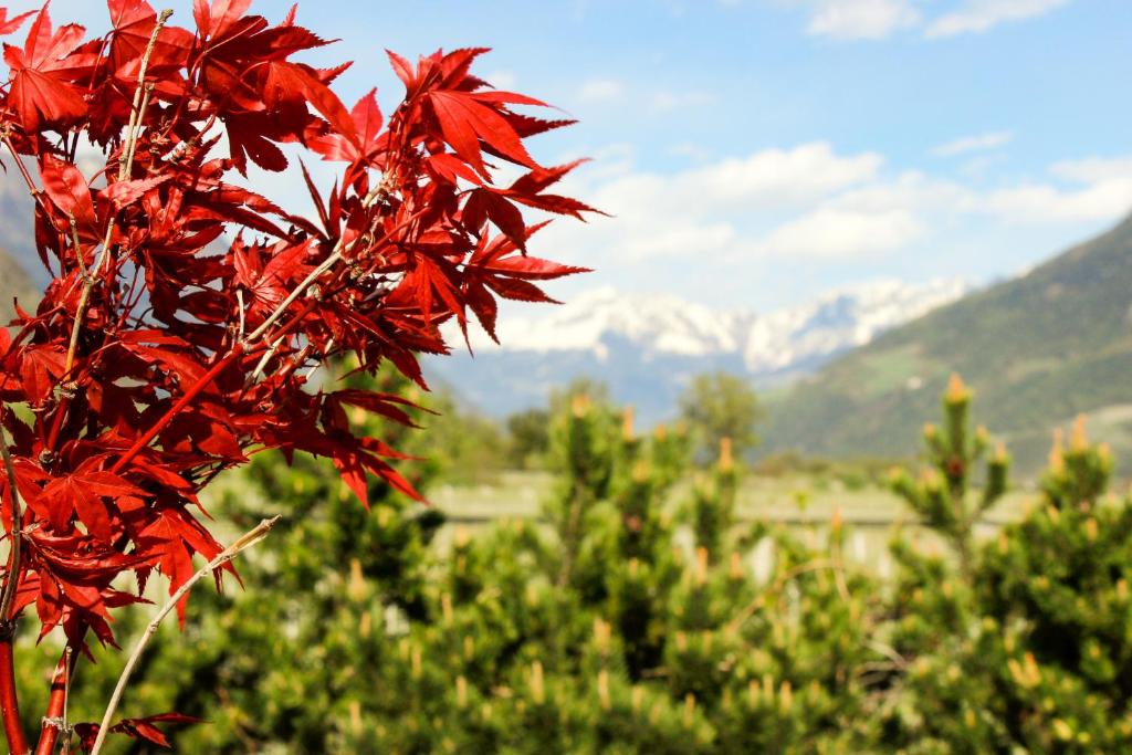 Hof Schupfer - Alpstay - 5