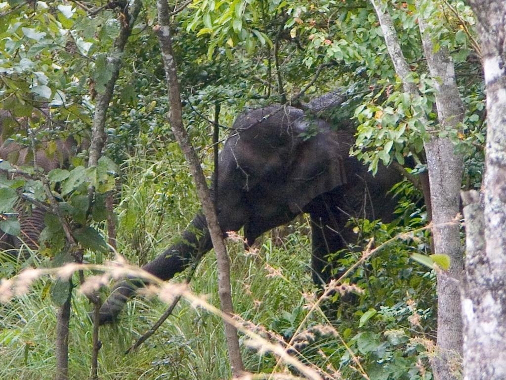 Elephant Valley Eco Farm Lodge photo