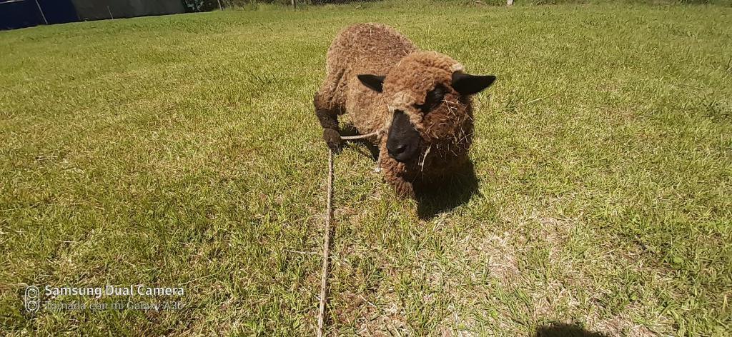 Posada de campo LA AMADA - 2