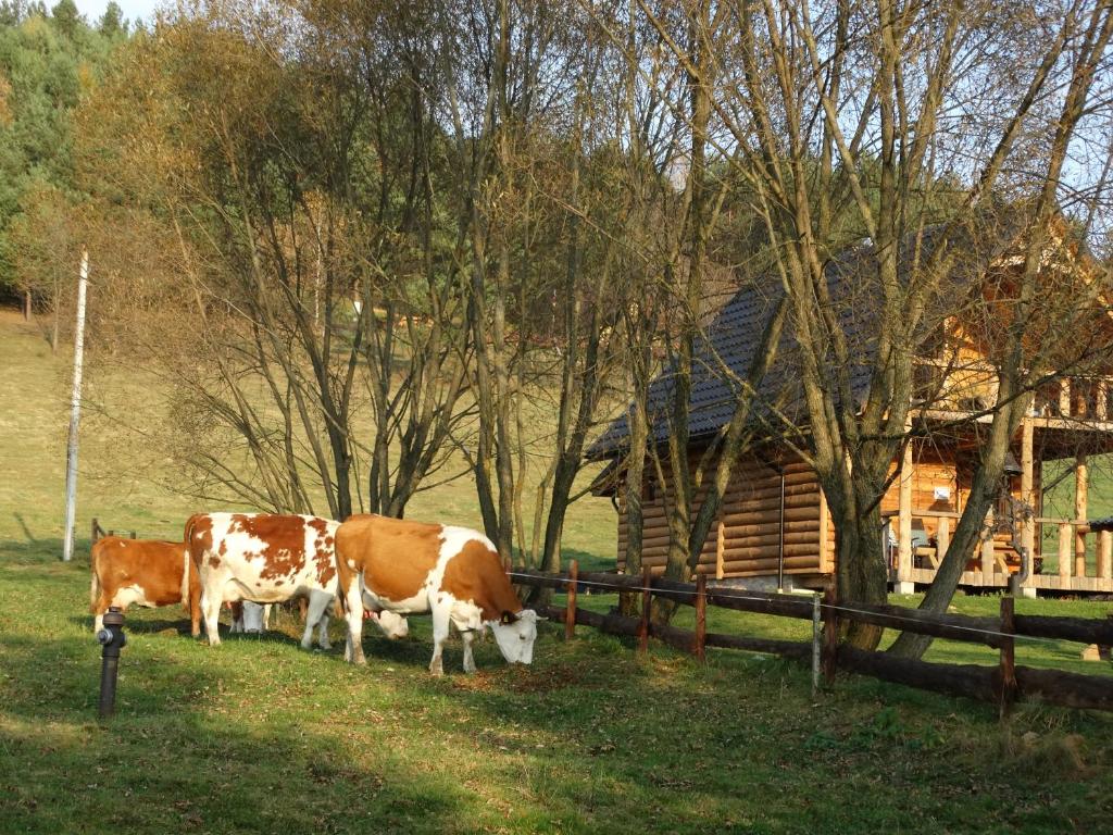 Wilczy Mszaniec, Ustrzyki Dolne
