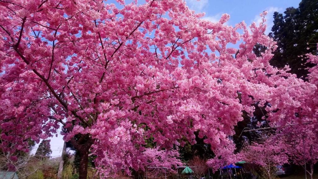 Tianen Farm photo
