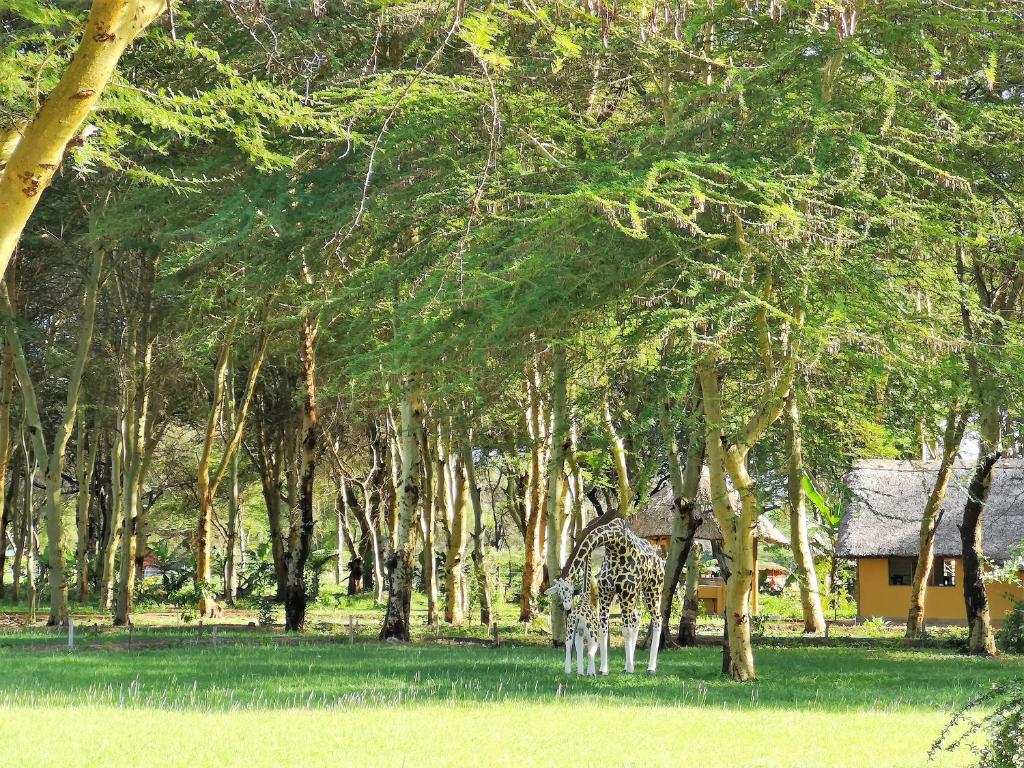 Africa Safari Camping Mto wa Mbu photo
