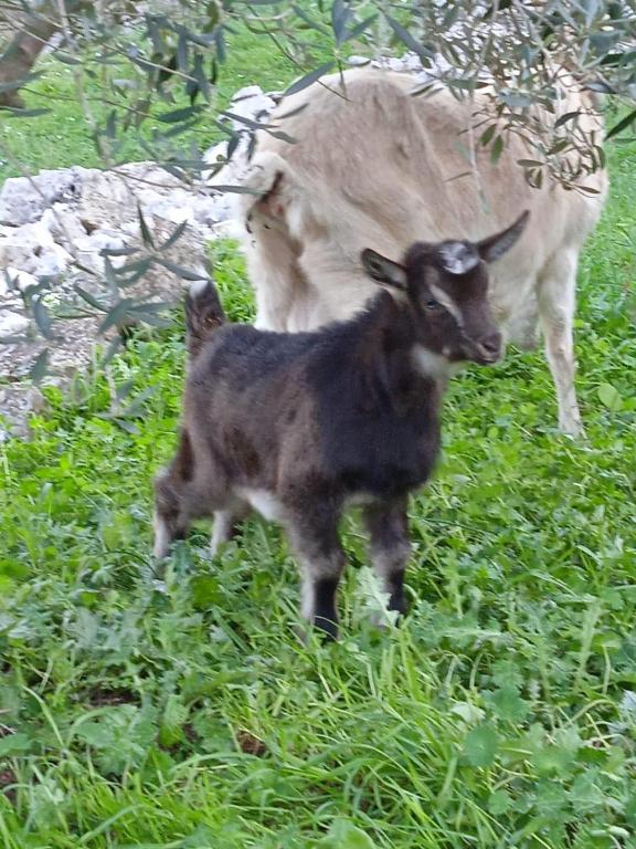 Guest House Matana Pomena — Hotel in Mljet