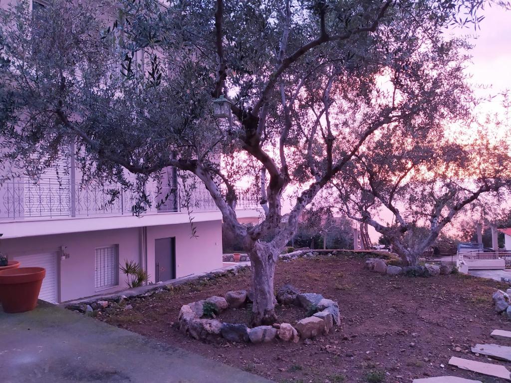 Blue Yard Apartments photo
