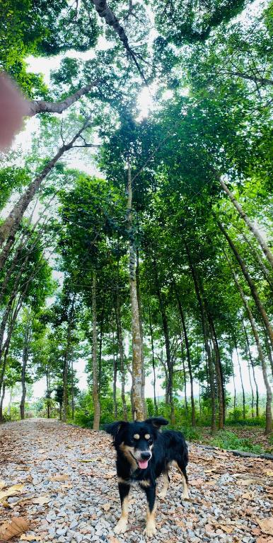 Surrounding environment