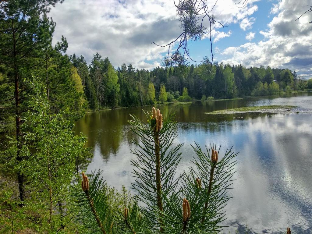 Sosnoviy Bor eco health resort photo