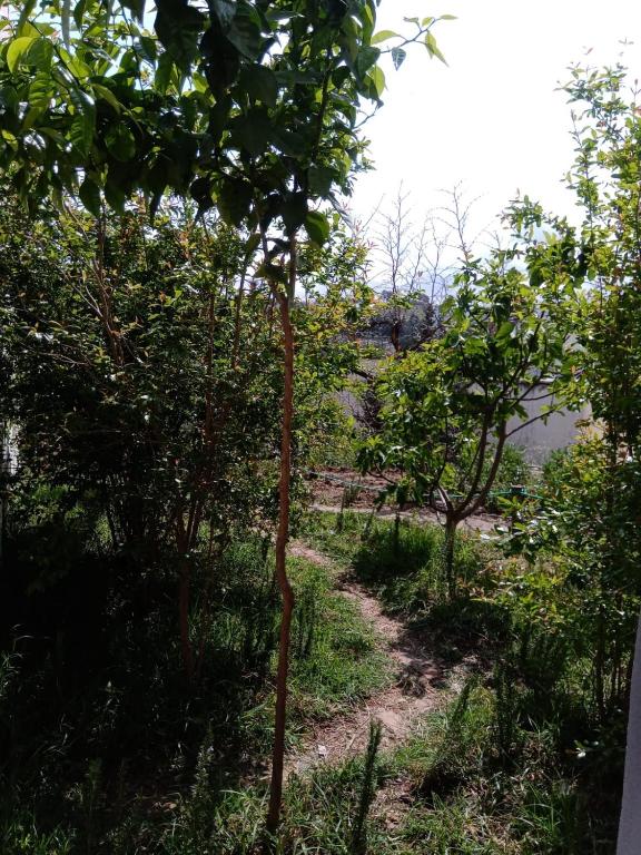 Taza Organic Garden with view park and restaurant photo