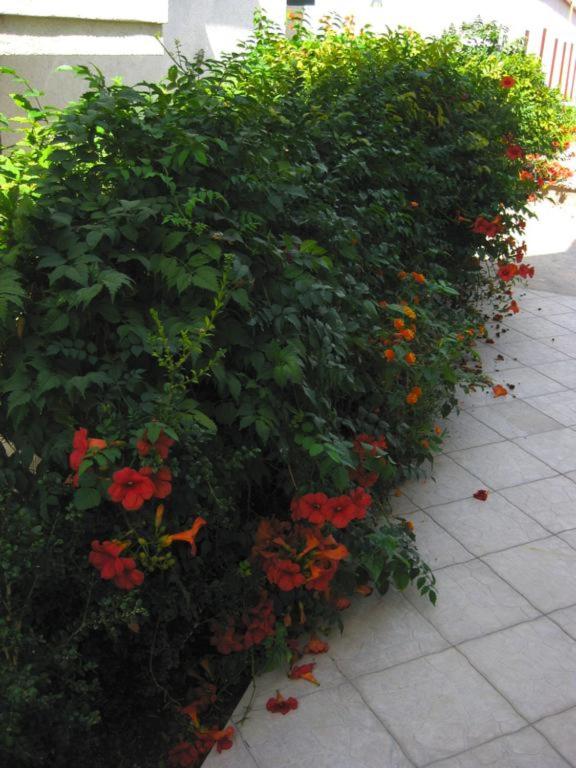 Villa Alba Apartments - 5