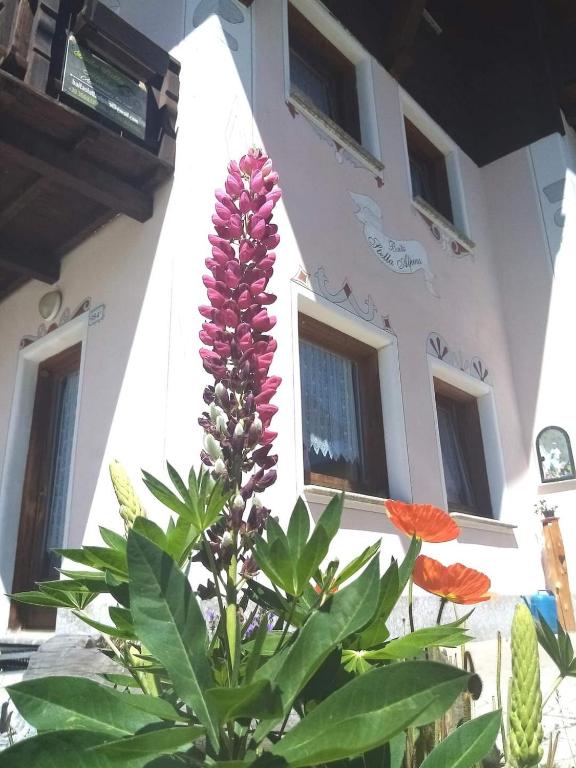 Baita Stella Alpina — Hotel in Livigno