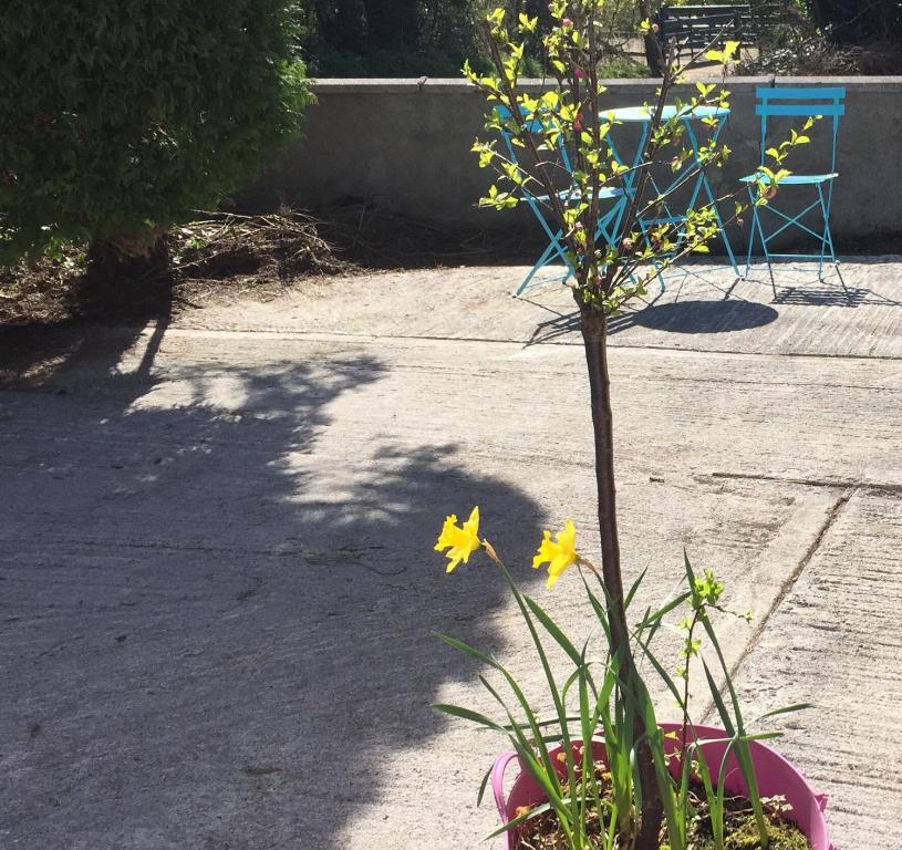 Carrick-on-Shannon Guest House photo