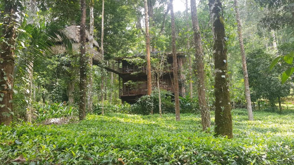 Tree Top Jungle Jive photo
