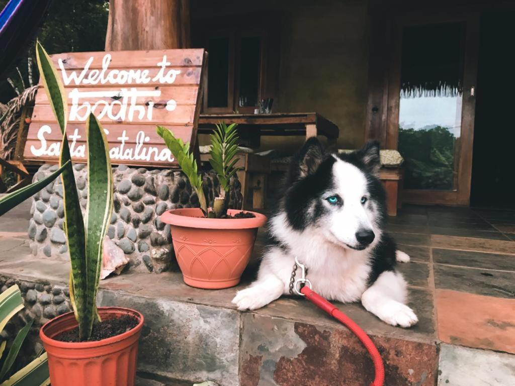 Bodhi Santa Catalina photo