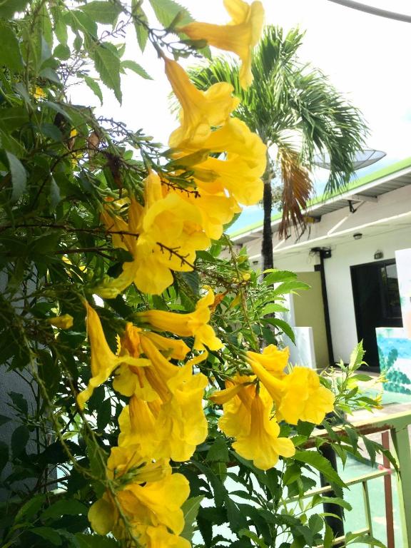 Rawai whale Resort photo