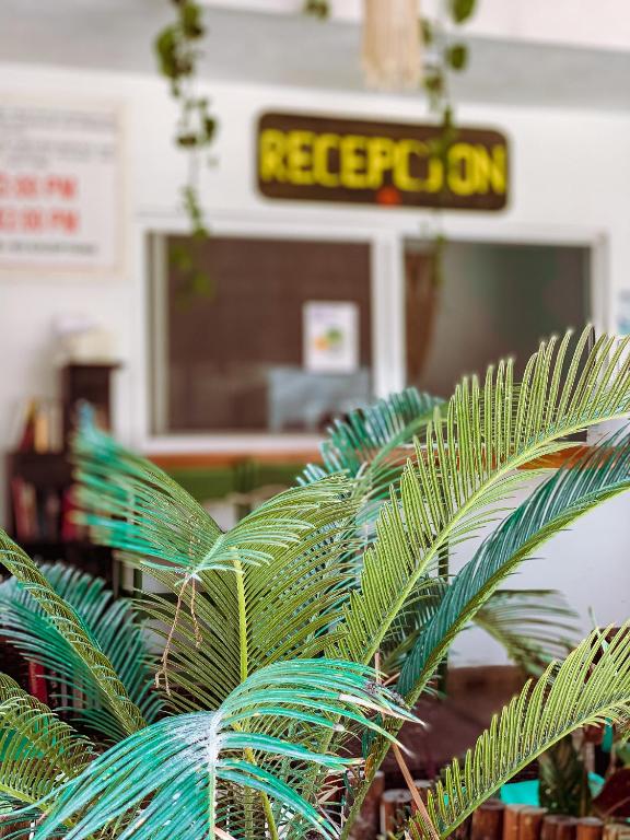 Golden Paradise Hostel photo
