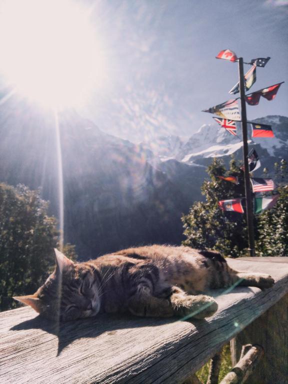 Mountain Hostel Gimmelwald photo