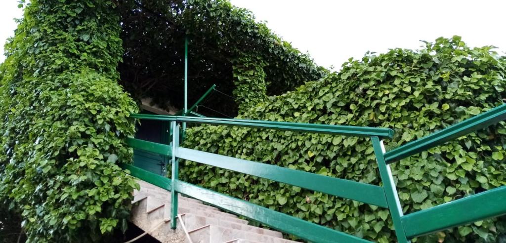 Green Oasis photo