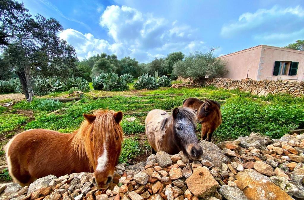 Finca Agroturismo Sa Cova den Borino - 3