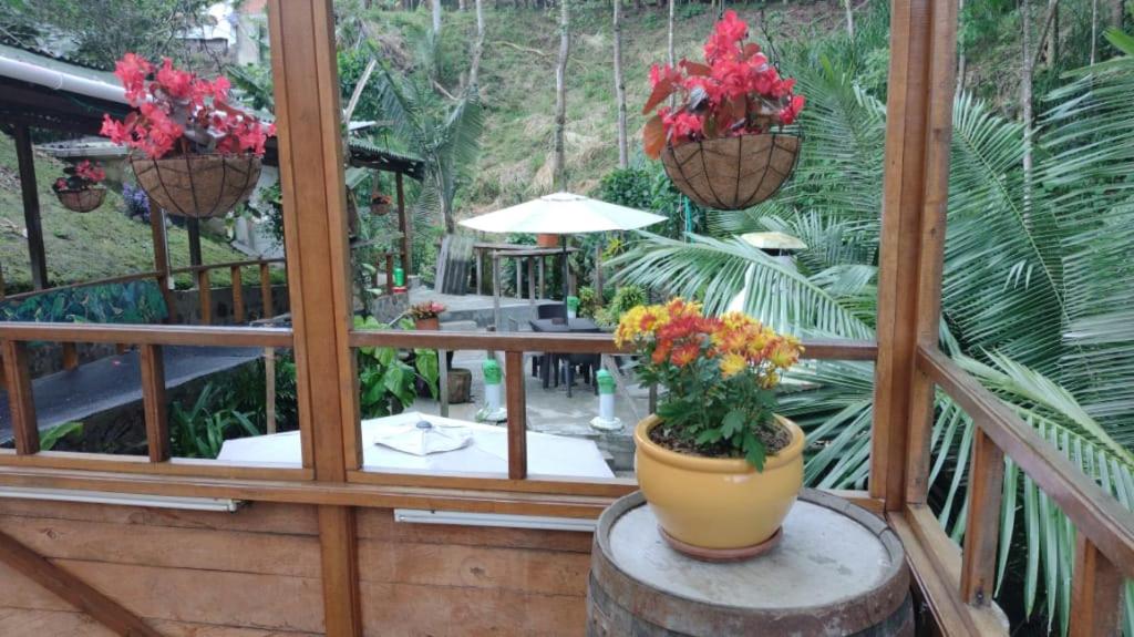 Hotel Selva Verde photo