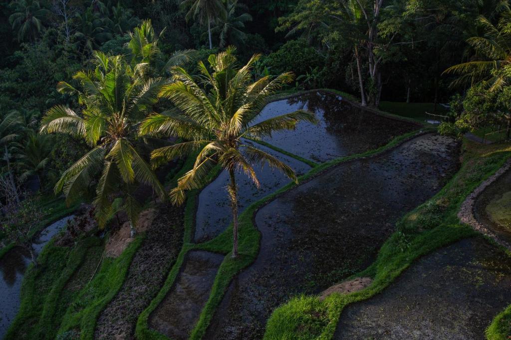 Surrounding environment