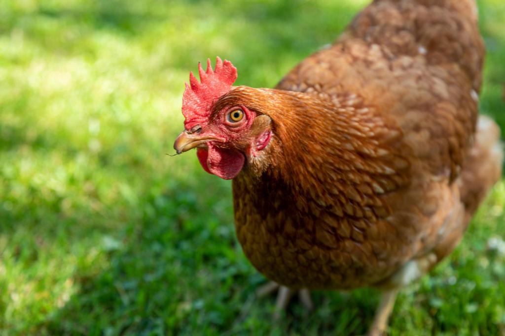 アクティビティ