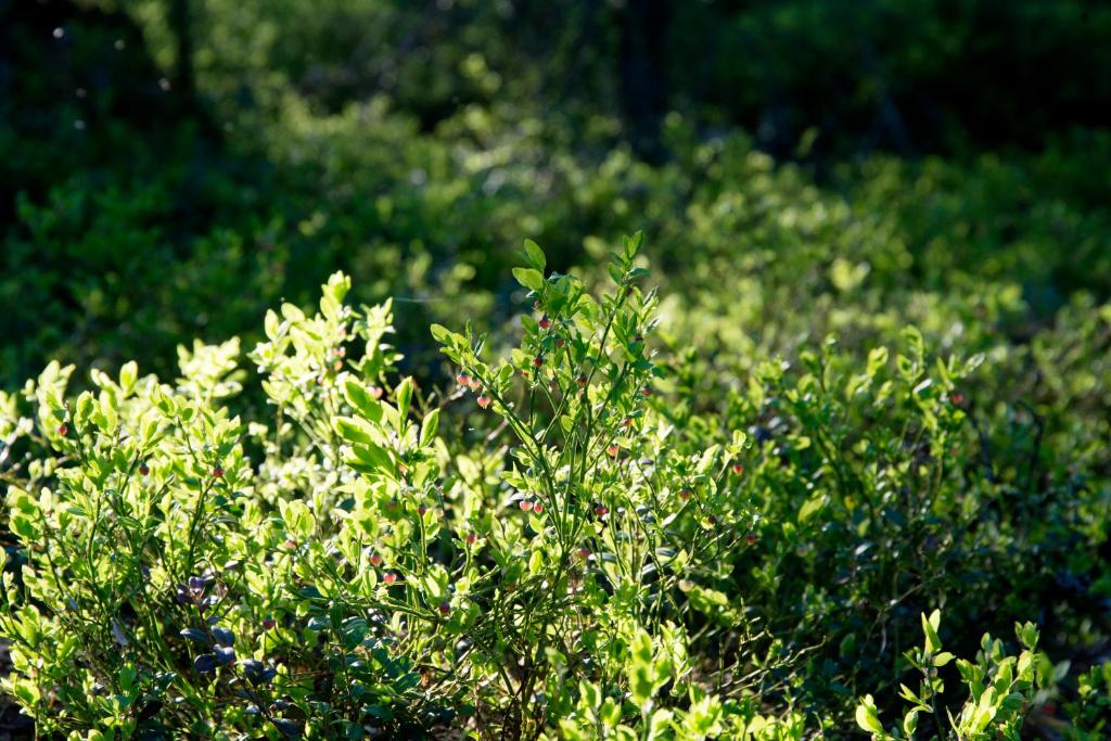 Surrounding environment