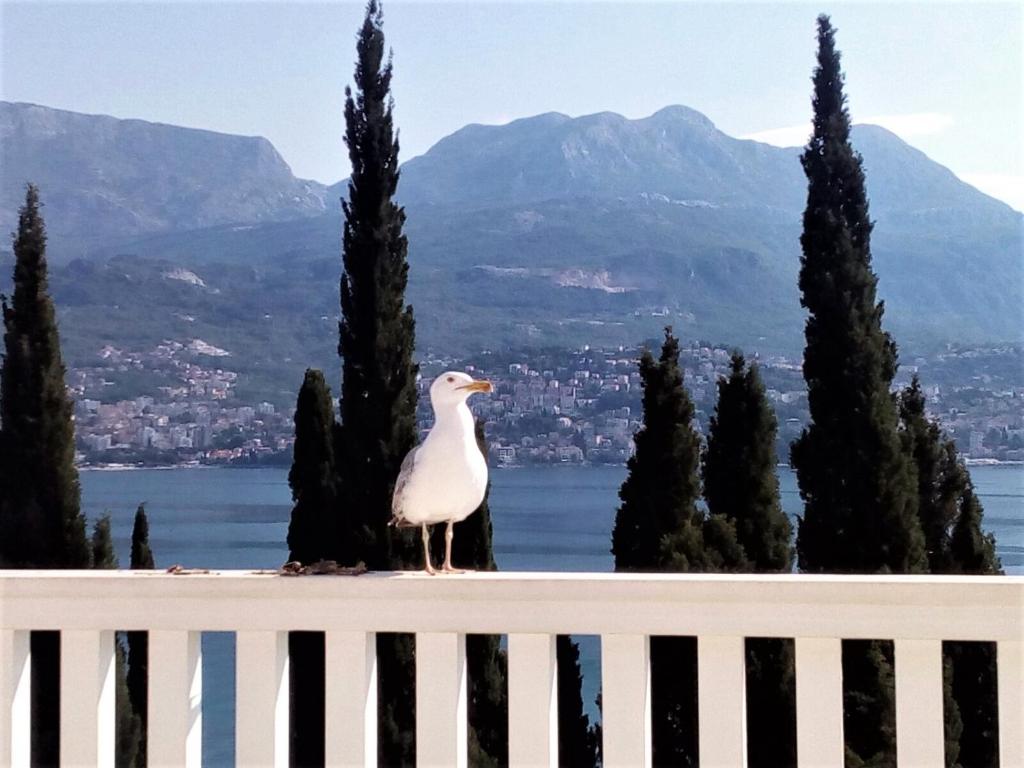 Villa Boka Sunrise Apartments — Hotel in Herceg Novi