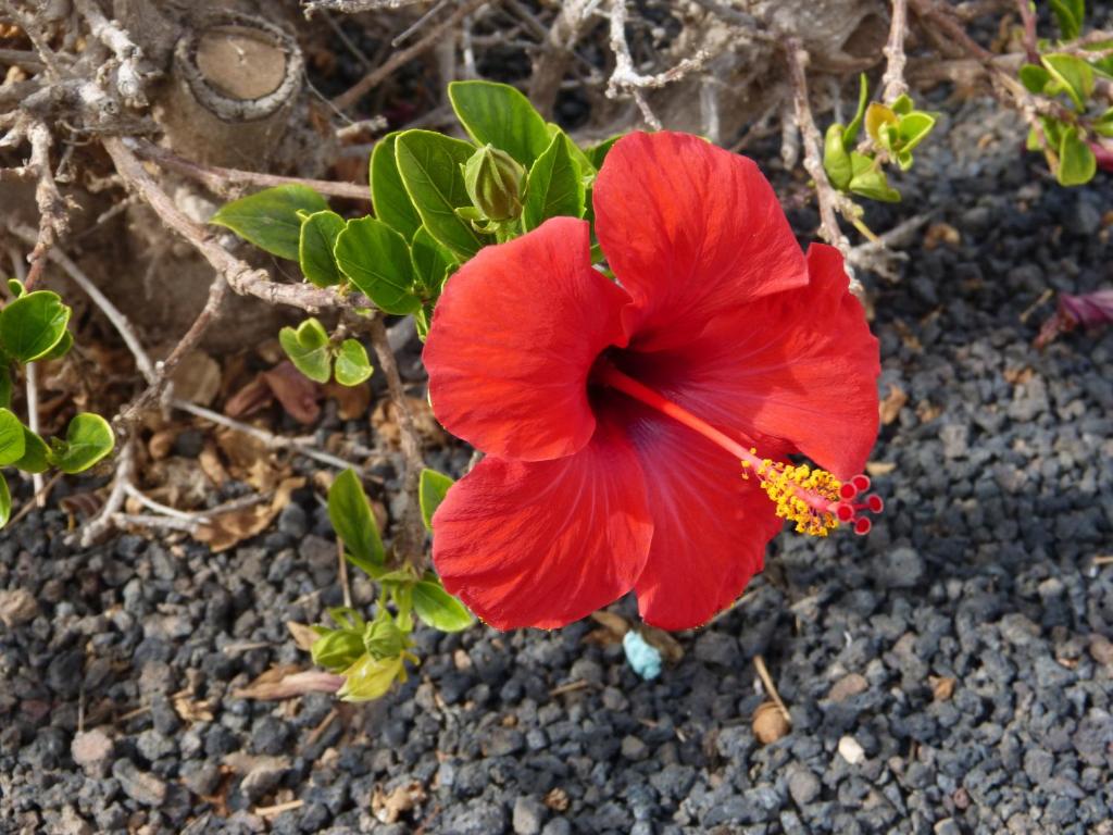 Bungalows Castillo Beach — Caleta De Fuste, Canary Islands