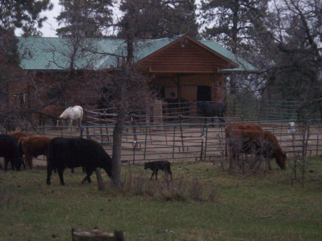Elktrace Bed and Breakfast photo