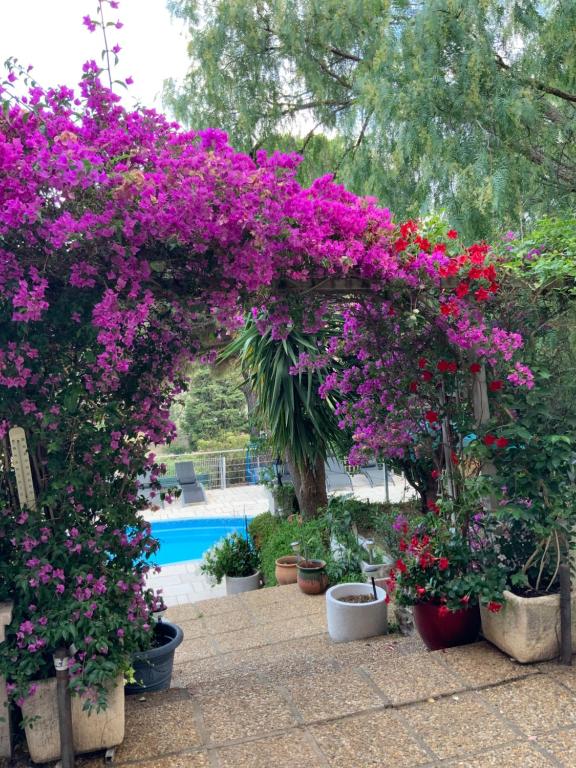 APT 65 M2 DANS VILLA AVEC PISCINE BANYULS SUR MER - 4