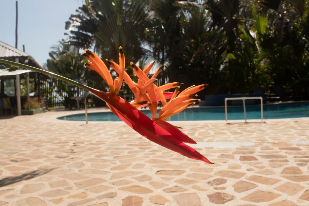 Hotel Playa Westfalia photo