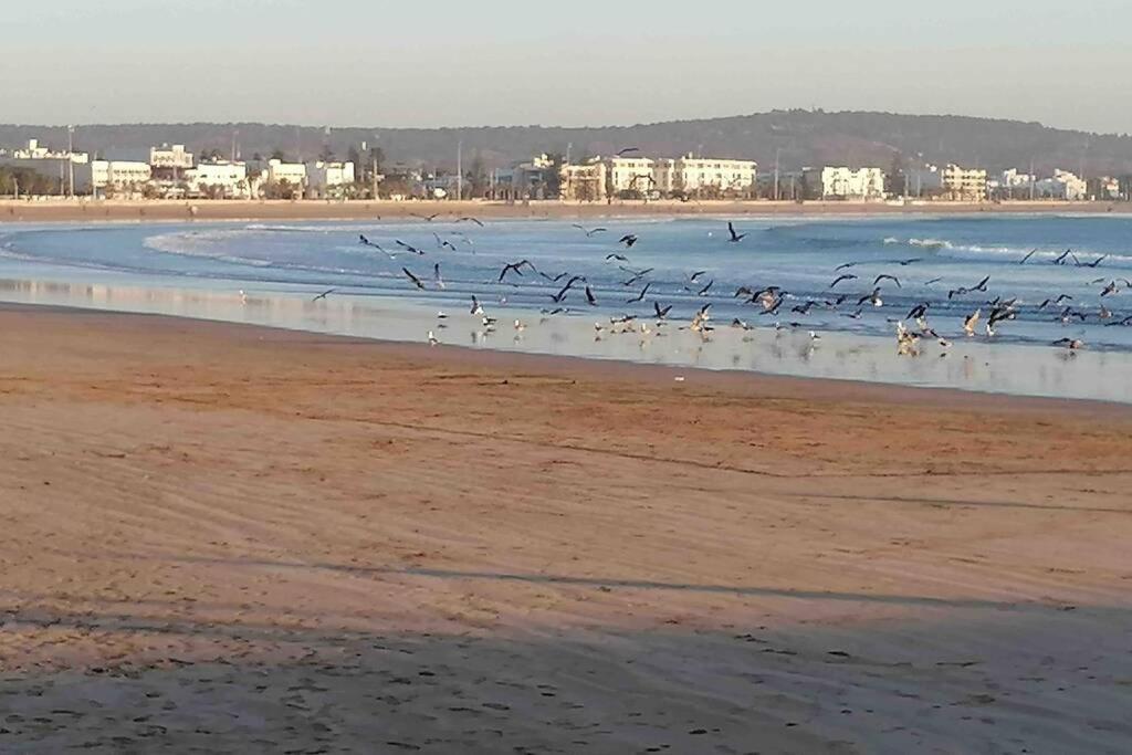 Darsal-Bwindi, pour tomber amoureux d'Essaouira ! photo