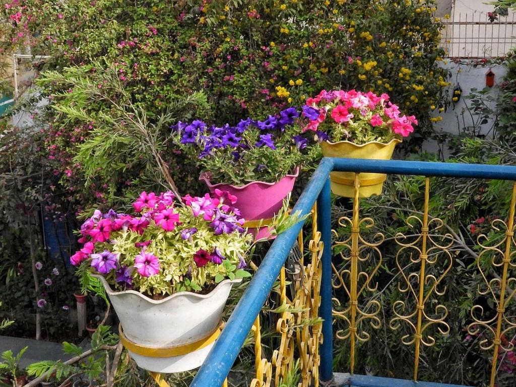 The Coral Tree Boutique Homestay photo