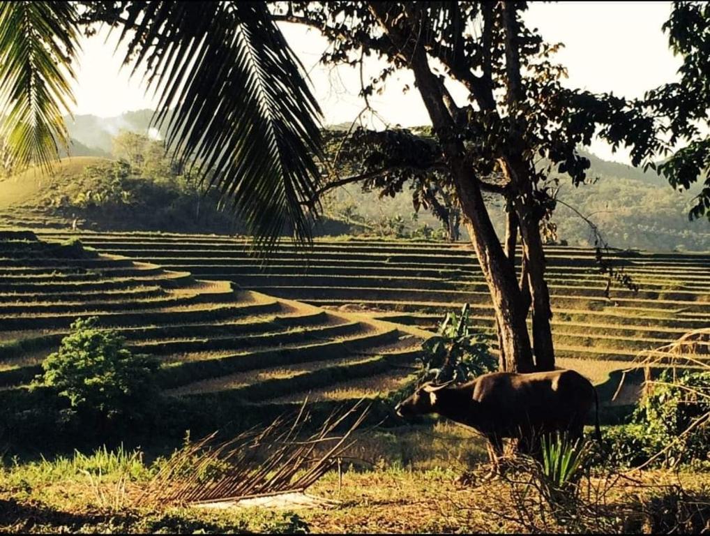 Surrounding environment