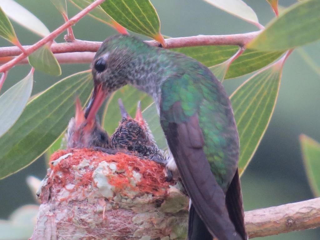 Alta Vista Amazon Lodge photo