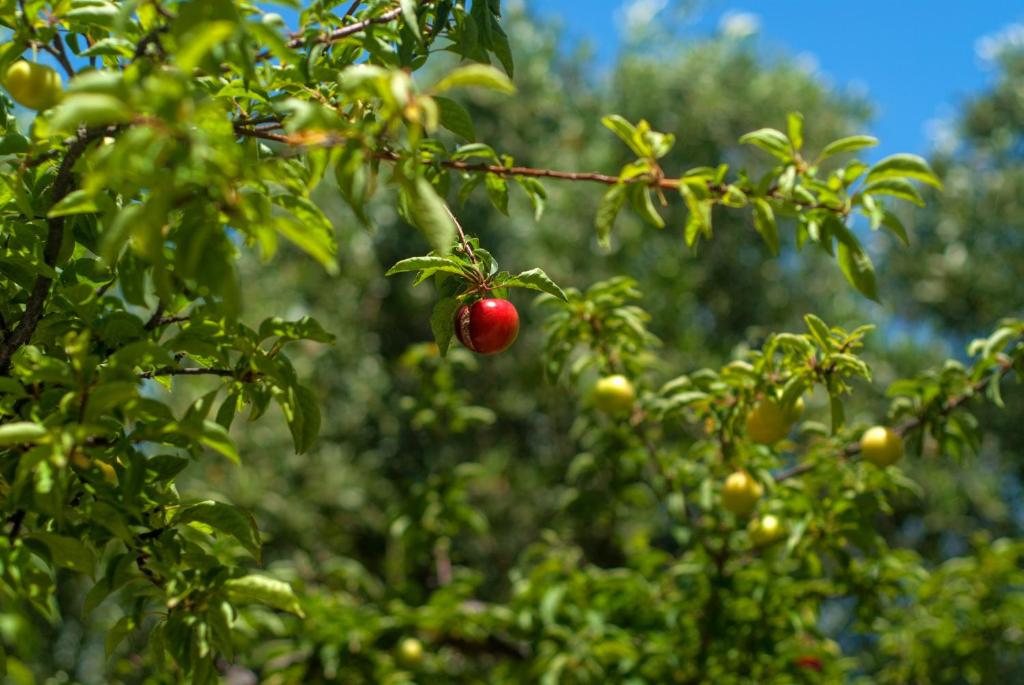 Efrosini Village — Attractions in the area in Kateleios, Ionian Islands