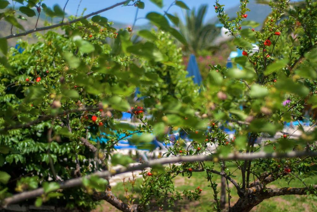 Efrosini Village — Attractions in the area in Kateleios, Ionian Islands