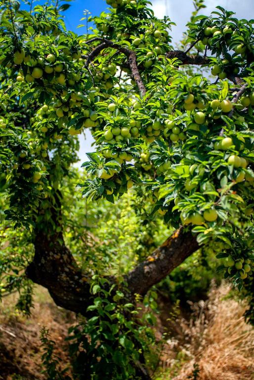 Efrosini Village — Attractions in the area in Kateleios, Ionian Islands