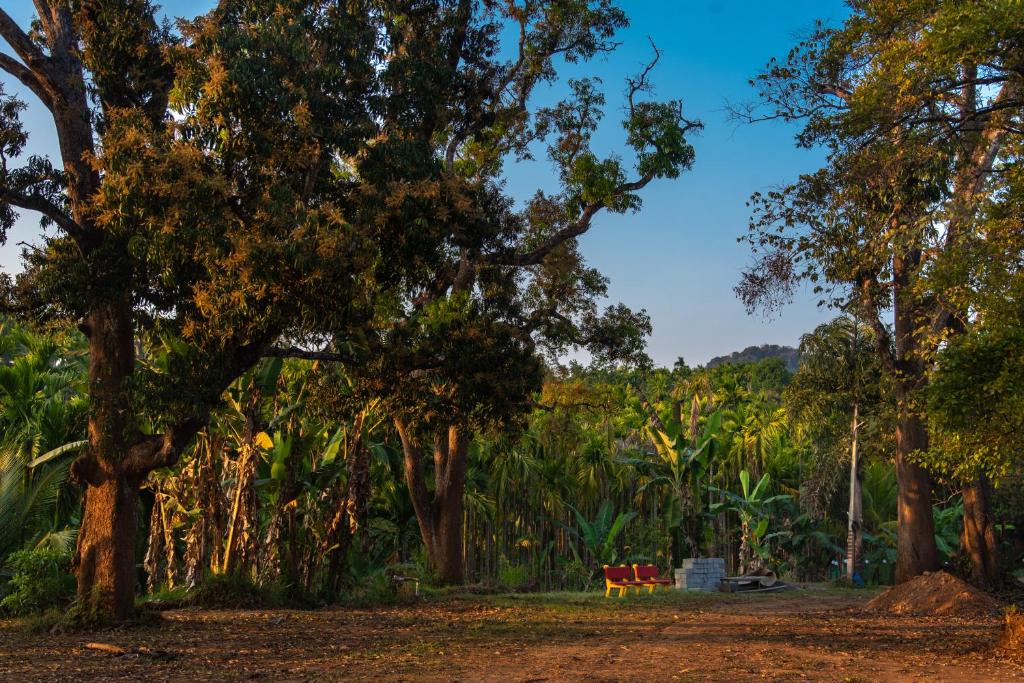 Teju Kutir photo