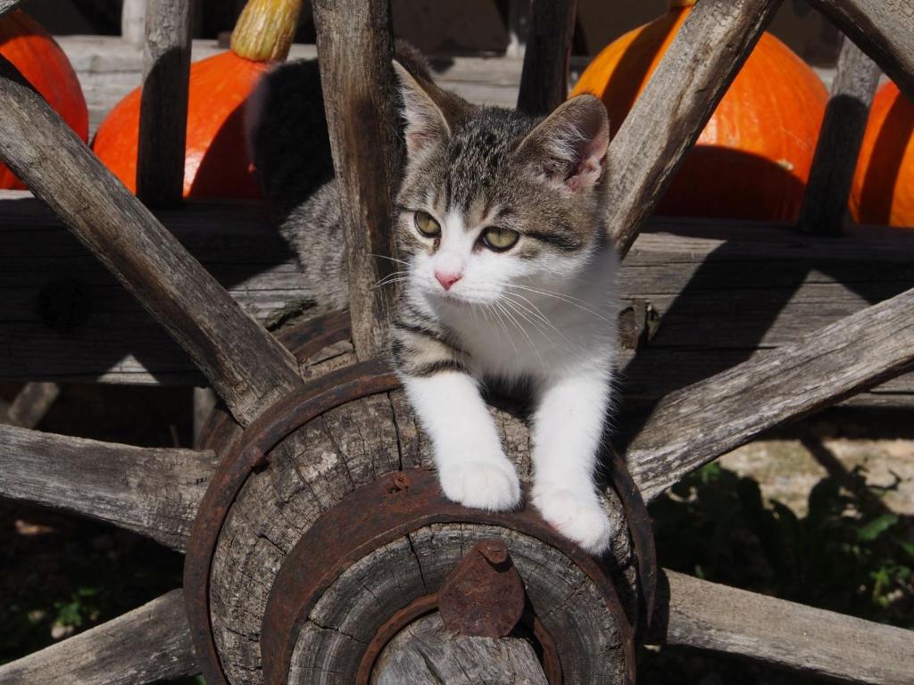 Tourist Farm Senkova Domacija photo