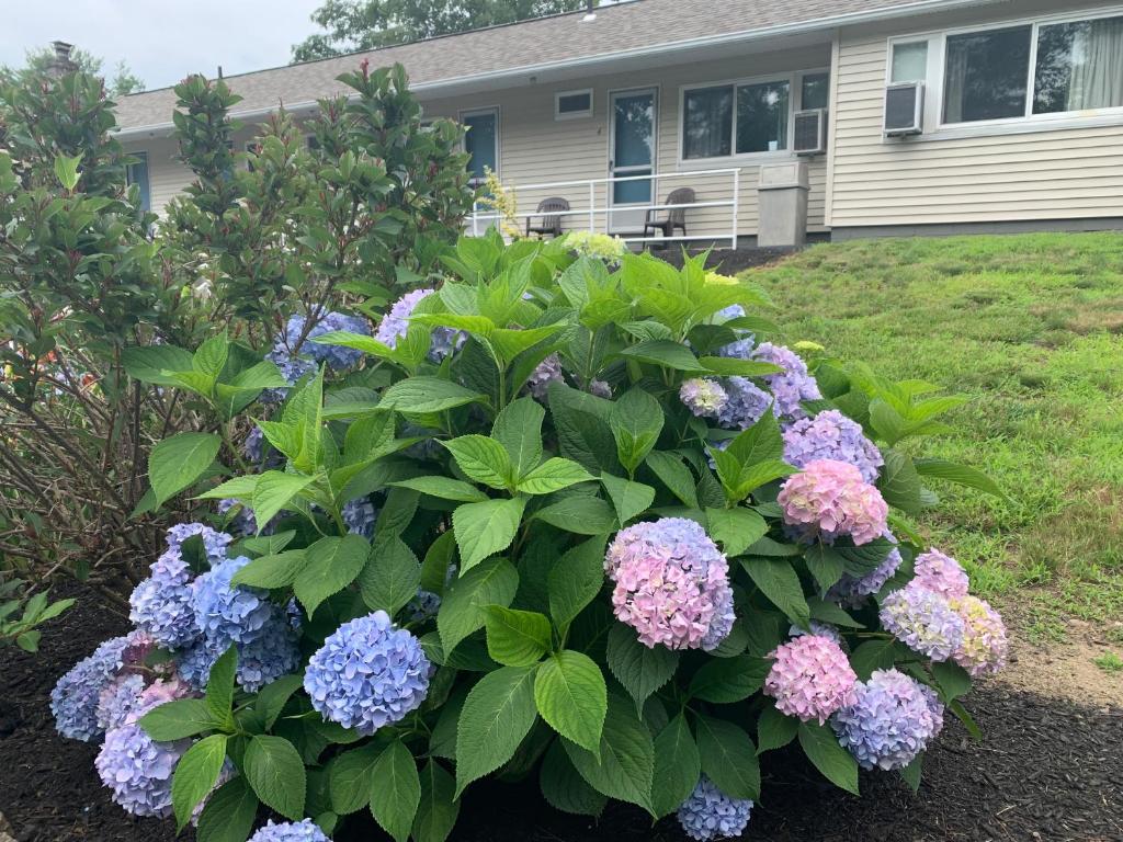 Northeaster Motel photo