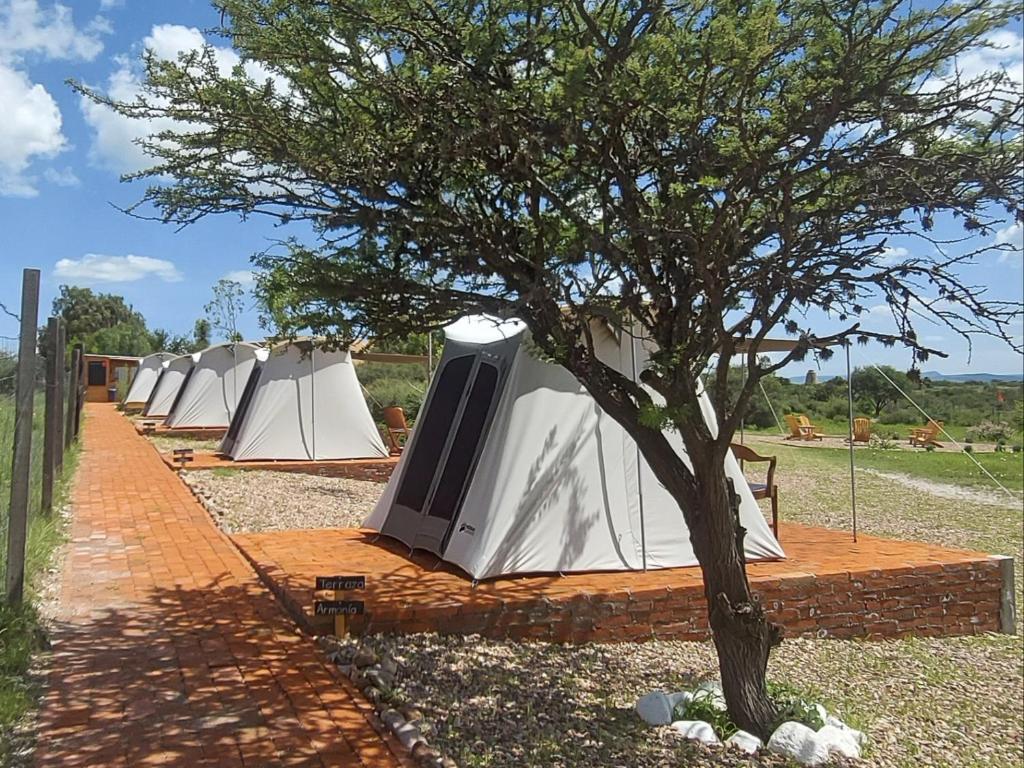 ZenZontle GlampingSMA - 5